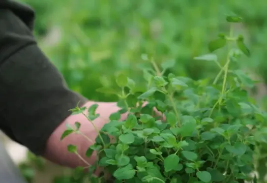 Oregano odling i växthus