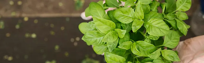 Basilikaplanta