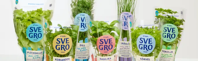 Färska örter i kruka från Svegro