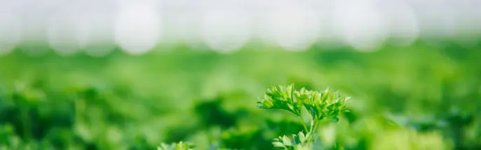 Växthusodling persilja