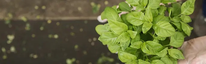 Hållbar odling av färska örter