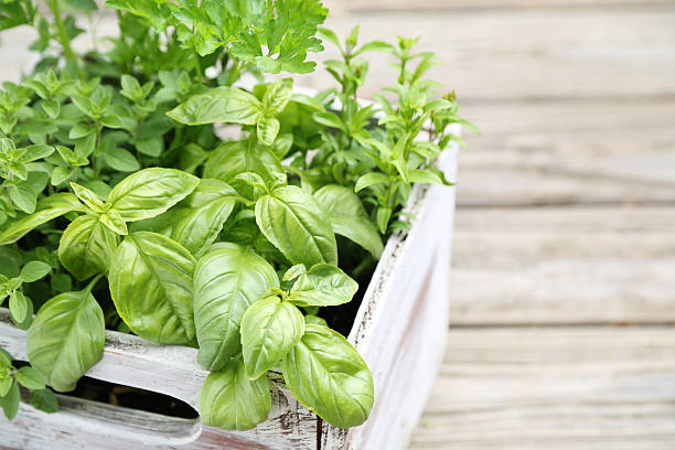 Basilika och andra örter