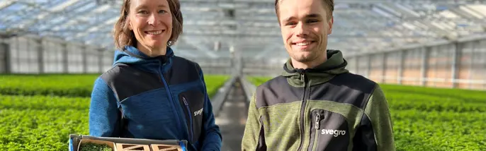 Svegros personal med mikroörter i växthus