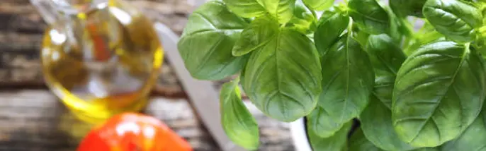 Olivolja och färsk basilika