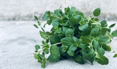 Färsk oregano